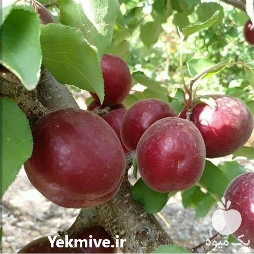 فروش نهال اصلاح شده و مجوز دار در گروه خرید فروش نهال - انواع گردو پسته بادام سلطانی انگور در یکمیوه -عکس1