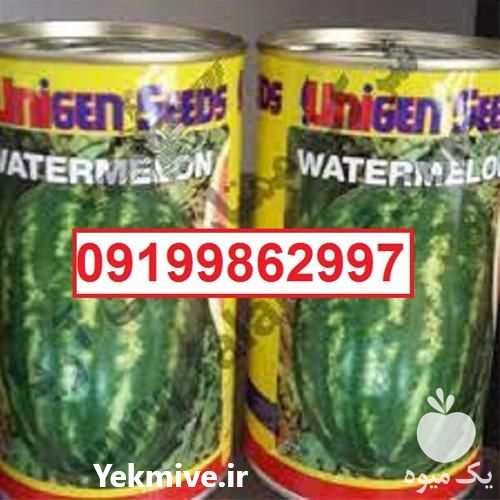 قیمت خرید بذر هندوانه یونی ژن سیاه اصل در گروه خرید فروش بذر - انواع محصول کشاورزی گوجه کتان میوه درخت در یکمیوه -عکس1