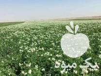 فروش سیب زمینی بذری 99 در گروه خرید فروش عمده سیب زمینی - زودرس دیررس آگریا اسپریت اردبیل همدان در یکمیوه -عکس1