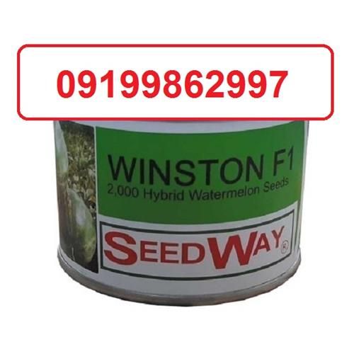 قیمت خرید قیمت بذر هندوانه وینستون کشت در هوای آزاد در گروه خرید فروش عمده قارچ - دکمه ای خوراکی دارویی پرورشی کوهی در یکمیوه -عکس1