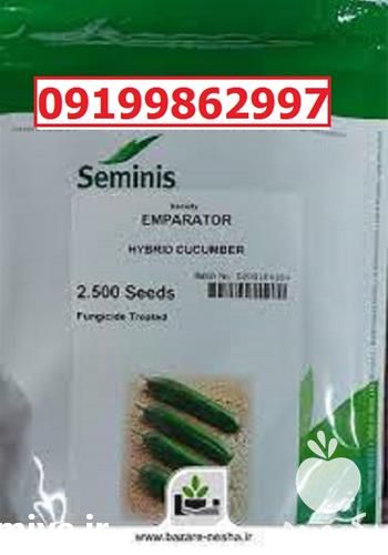 قیمت خرید قیمت بذر خیار امپراطور در تهران در گروه خرید فروش بذر - انواع محصول کشاورزی گوجه کتان میوه درخت در یکمیوه -عکس1