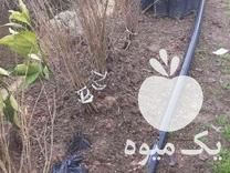 قیمت خرید انواع نهال مرکبات و انار در نکا در گروه خرید فروش نهال - انواع گردو پسته بادام سلطانی انگور در یکمیوه -عکس1