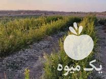 فروش انواع نهال انار در گروه خرید فروش نهال - انواع گردو پسته بادام سلطانی انگور در یکمیوه -عکس1