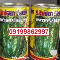 قیمت خرید بذر هندوانه یونی ژن سیاه اصل در گروه خرید فروش بذر - انواع محصول کشاورزی گوجه کتان میوه درخت در یکمیوه