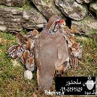 قیمت خرید کبک یک روزه در گروه انواع پرنده - زینتی عروس هما مینا طوطی مرغ عشق در یکمیوه