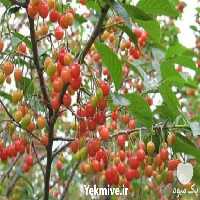 قیمت خرید نهال گیلاس سیاه در گروه خرید فروش نهال - انواع گردو پسته بادام سلطانی انگور در یکمیوه