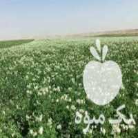 فروش سیب زمینی بذری 99 در گروه خرید فروش عمده سیب زمینی - زودرس دیررس آگریا اسپریت اردبیل همدان در یکمیوه