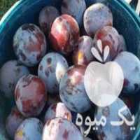 فروش نهال درجه یک در گروه خرید فروش نهال - انواع گردو پسته بادام سلطانی انگور در یکمیوه