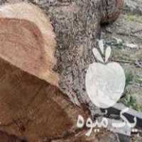 خرید و فروش انواع چوب آلات باغی وساختمانی در بهمن در گروه خرید فروش عمده چوب و زغال- زغال چوب گردو تبریزی خام در یکمیوه