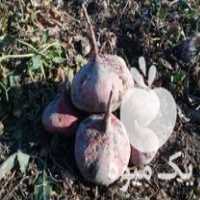 قیمت خرید چغندر دامی در گروه خرید فروش عمده چغندر - قند لبویی قرمز سفید در یکمیوه