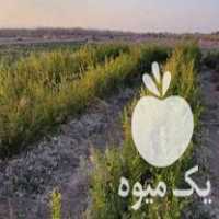 فروش انواع نهال انار در گروه خرید فروش نهال - انواع گردو پسته بادام سلطانی انگور در یکمیوه