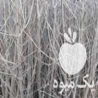 فروش نهال انار 4 ساله در گروه خرید فروش نهال - انواع گردو پسته بادام سلطانی انگور در یکمیوه