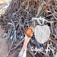 قیمت خرید چوب درخت بادام و انار برای زغال در گروه خرید فروش عمده چوب و زغال- زغال چوب گردو تبریزی خام در یکمیوه