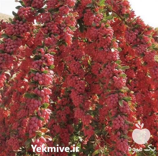 قیمت خرید نهال زرشک درجه یک و مرغوب در سراسر کشور در گروه خرید فروش نهال - انواع گردو پسته بادام سلطانی انگور در یکمیوه -عکس1