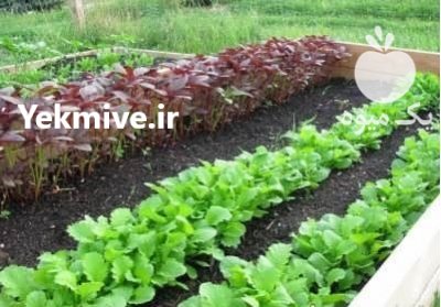 ارزان ترین قیمت بذر سبزیجات در کرج در گروه خرید فروش بذر - انواع محصول کشاورزی گوجه کتان میوه درخت در یکمیوه -عکس2