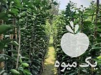 قیمت خرید انواع نهال مرکبات و نهال نارنج در قائم شهر در گروه خرید فروش نهال - انواع گردو پسته بادام سلطانی انگور در یکمیوه -عکس1