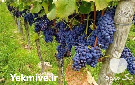 فروش نهال ایرانی و خارجی در سنندج در گروه خرید فروش نهال - انواع گردو پسته بادام سلطانی انگور در یکمیوه -عکس1