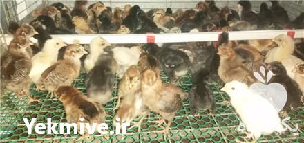قیمت خرید جوجه عربی یک روزه در گروه مرغ و خروس و بوقلمون و اردک قو قاز در یکمیوه -عکس1
