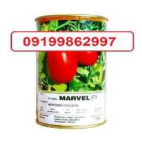 فروش بذر گوجه فرنگی میان رس مارول در هرمز در گروه خرید فروش بذر - انواع محصول کشاورزی گوجه کتان میوه درخت در یکمیوه