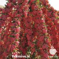 قیمت خرید نهال زرشک درجه یک و مرغوب در سراسر کشور در گروه خرید فروش نهال - انواع گردو پسته بادام سلطانی انگور در یکمیوه