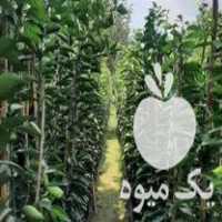 قیمت خرید انواع نهال مرکبات و نهال نارنج در قائم شهر در گروه خرید فروش نهال - انواع گردو پسته بادام سلطانی انگور در یکمیوه