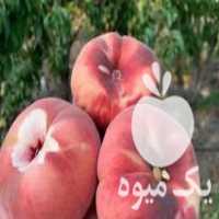 فروش انواع نهال در میاندوآب در گروه خرید فروش نهال - انواع گردو پسته بادام سلطانی انگور در یکمیوه