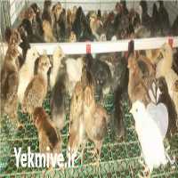 قیمت خرید جوجه عربی یک روزه در گروه مرغ و خروس و بوقلمون و اردک قو قاز در یکمیوه