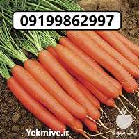 قیمت خرید بذر هویج هیبرید لیدر F 1 در گروه خرید فروش بذر - انواع محصول کشاورزی گوجه کتان میوه درخت در یکمیوه