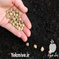 فروش ارزان ترین قیمت بذر سبزی سبزیجات در گروه خرید فروش بذر - انواع محصول کشاورزی گوجه کتان میوه درخت در یکمیوه