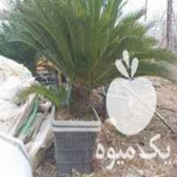 فروش انواع گل و گیاه سیکاس یوکا در تنکابن در گروه خرید فروش عمده گیاهان زینتی - گرمسیری آپارتمانی باغچه آب در یکمیوه