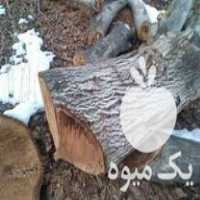 صد تن چوب الوار صنعتی گردو با مجوز آماده فروش در بیدستان در گروه خرید فروش عمده چوب و زغال- زغال چوب گردو تبریزی خام در یکمیوه