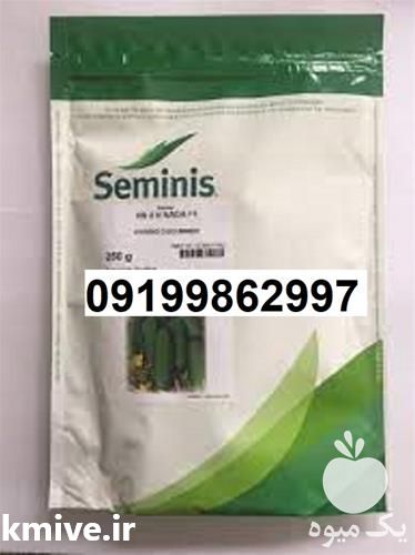 قیمت خرید بذر خیار n 2 پرقیمت خرید و اصل در گروه خرید فروش بذر - انواع محصول کشاورزی گوجه کتان میوه درخت در یکمیوه -عکس1