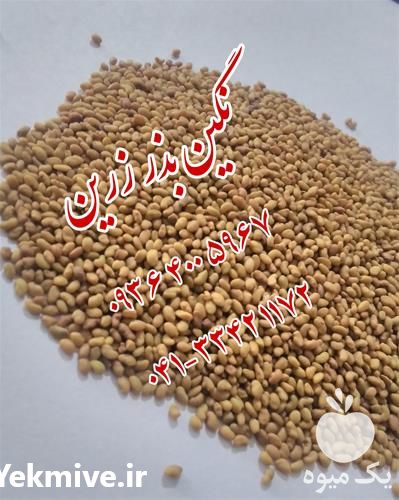فروش بذر یونجه اصیل همدانی در ایلام در گروه خرید فروش بذر - انواع محصول کشاورزی گوجه کتان میوه درخت در یکمیوه -عکس1