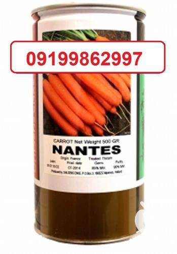 قیمت خرید بذر هویج نانتس در گروه خرید فروش بذر - انواع محصول کشاورزی گوجه کتان میوه درخت در یکمیوه -عکس1