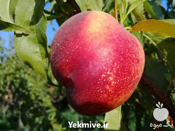 فروش نهال شلیل در آذربایجان غربی در گروه خرید فروش نهال - انواع گردو پسته بادام سلطانی انگور در یکمیوه -عکس1