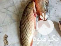 فروش عرضه ماهی شمال در گروه ماهی سفید - جنوب شمال رودخانه پرورشی خرید فروش در یکمیوه -عکس1