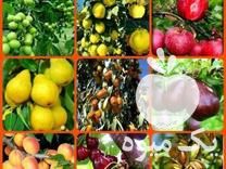 قیمت خرید نهال میوه انگور در گروه خرید فروش نهال - انواع گردو پسته بادام سلطانی انگور در یکمیوه -عکس1