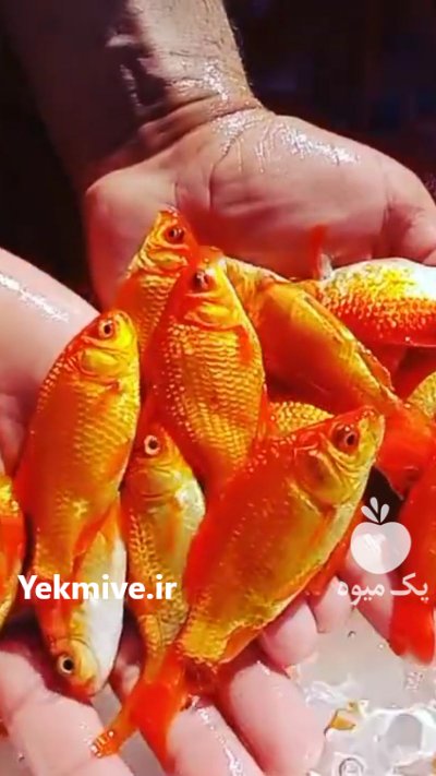 فروش ماهی قرمز عمده در گروه انواع ماهی - سالمون شیر کپور قرمز شوریده سفید گوپی مرکب در یکمیوه -عکس1