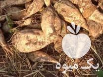فروش چغندرقند دامی در جویبار در گروه خرید فروش عمده چغندر - قند لبویی قرمز سفید در یکمیوه -عکس1