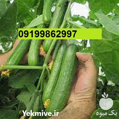 فروش بذر خیار گالاردو در یزد در گروه خرید فروش بذر - انواع محصول کشاورزی گوجه کتان میوه درخت در یکمیوه -عکس1