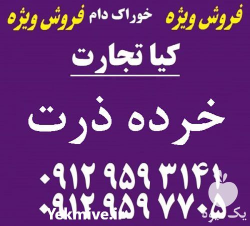 قیمت خرید خرده ذرت در کیا تجارت در تهران در گروه خرید فروش عمده ذرت - بلال مکزیکی علوفه دانه کشاورز در یکمیوه -عکس1