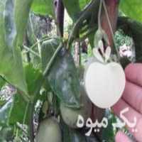 آگهی مشابه فروش نهال میوه استوایی پشن فروت و گواوای زرد در گروه خرید فروش نهال - انواع گردو پسته بادام سلطانی انگور در یکمیوه