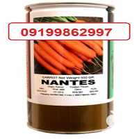 قیمت خرید بذر هویج نانتس در گروه خرید فروش بذر - انواع محصول کشاورزی گوجه کتان میوه درخت در یکمیوه