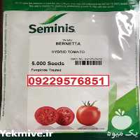 فروش انواع بذر گوجه فرنگی برنتا در تهران در گروه خرید فروش بذر - انواع محصول کشاورزی گوجه کتان میوه درخت در یکمیوه