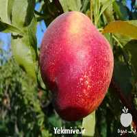 فروش نهال شلیل در آذربایجان غربی در گروه خرید فروش نهال - انواع گردو پسته بادام سلطانی انگور در یکمیوه