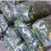 تولید کننده نایلون خیاری و هویجی در باقرشهر در گروه خرید فروش بسته بندی نایلونی - کیسه نایلکس مشما پلاستیک در یکمیوه