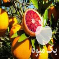 قیمت خرید پرتقال خونی شهسوار در گروه خرید فروش عمده پرتقال - پرتقال رسمی تامسون خونی جنوب در یکمیوه