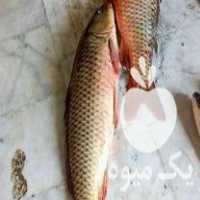 فروش عرضه ماهی شمال در گروه ماهی سفید - جنوب شمال رودخانه پرورشی خرید فروش در یکمیوه