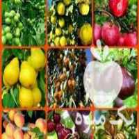 قیمت خرید نهال میوه انگور در گروه خرید فروش نهال - انواع گردو پسته بادام سلطانی انگور در یکمیوه