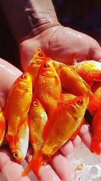 فروش ماهی قرمز عمده در گروه انواع ماهی - سالمون شیر کپور قرمز شوریده سفید گوپی مرکب در یکمیوه